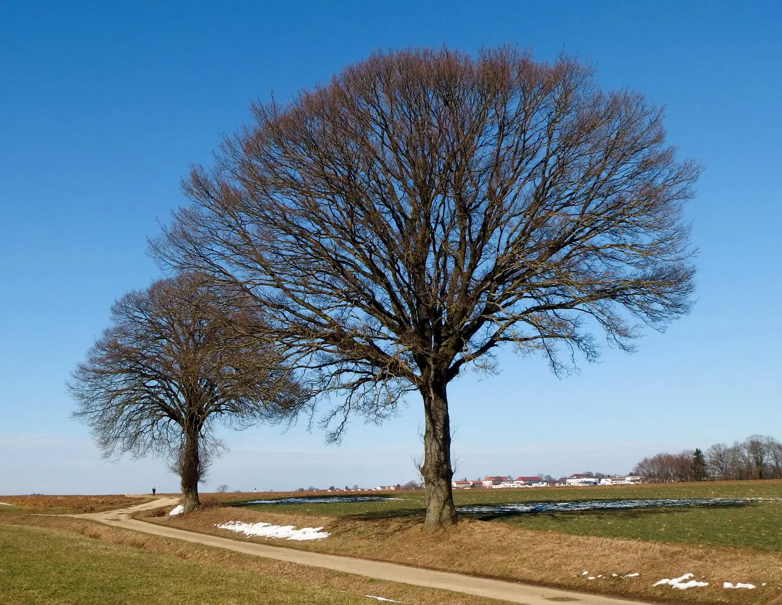 Twee bomen - Lente