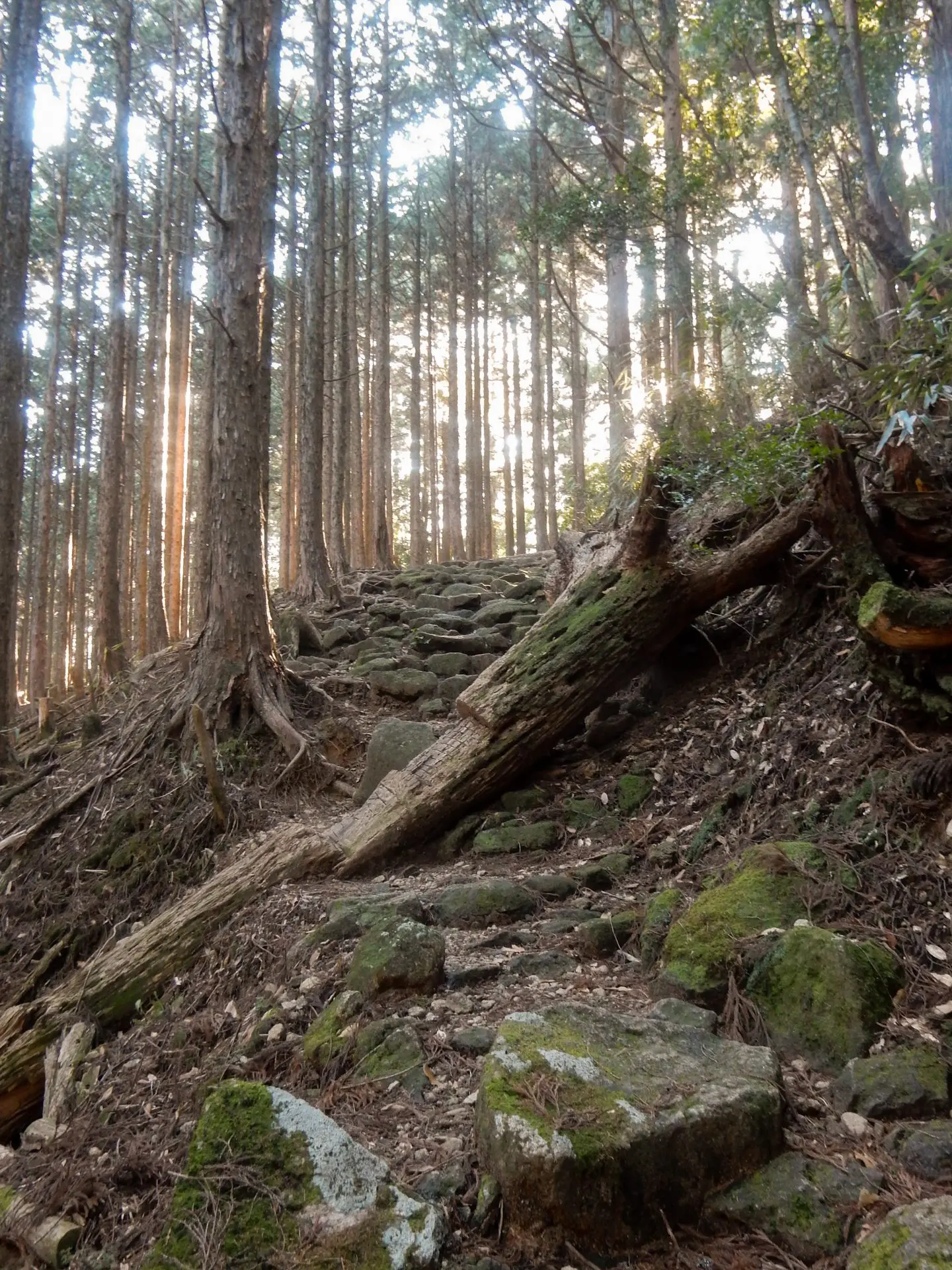 Bergpad op de Kumano Kodo