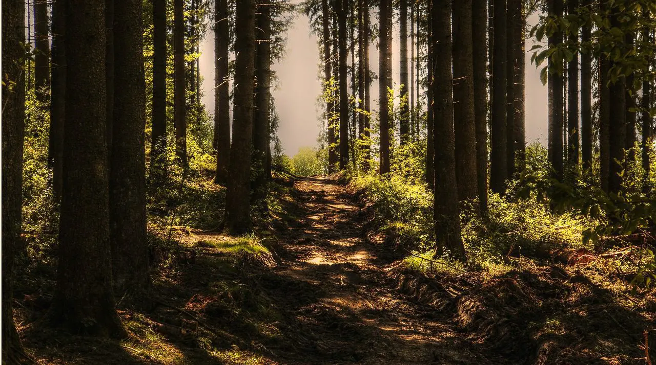 Stiltewandeling