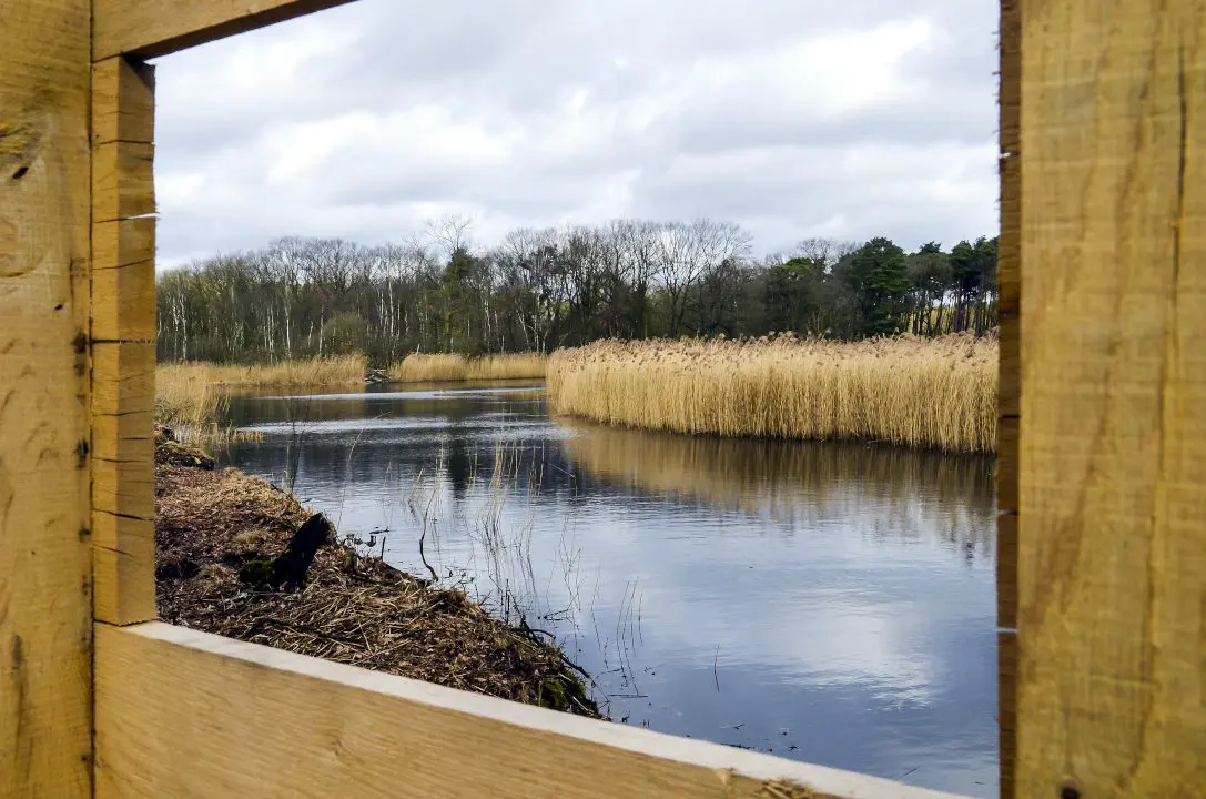 Doorkijkje naar een van de negen vijvers die het Munsterbos rijk is