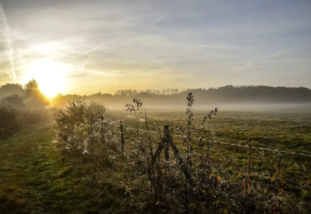 Het Munsterbos ontwaakt