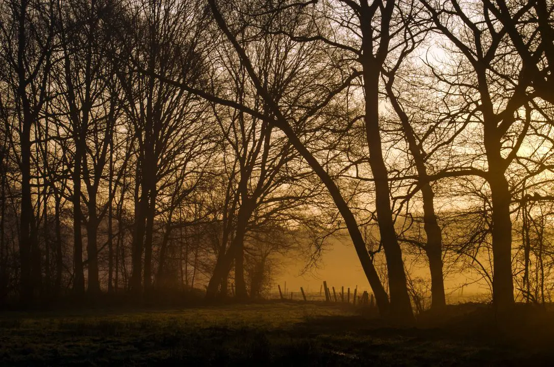 Neem even de tijd om al die schitterende bomen te bewonderen