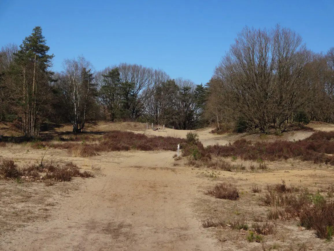 foto_3b Niet alle landduinen van Klaverberg werden vorige eeuw 'opgeofferd' voor de steenkoolwinning in de mijn van Waterschei. Copyright: Provinciaal Natuurcentrum