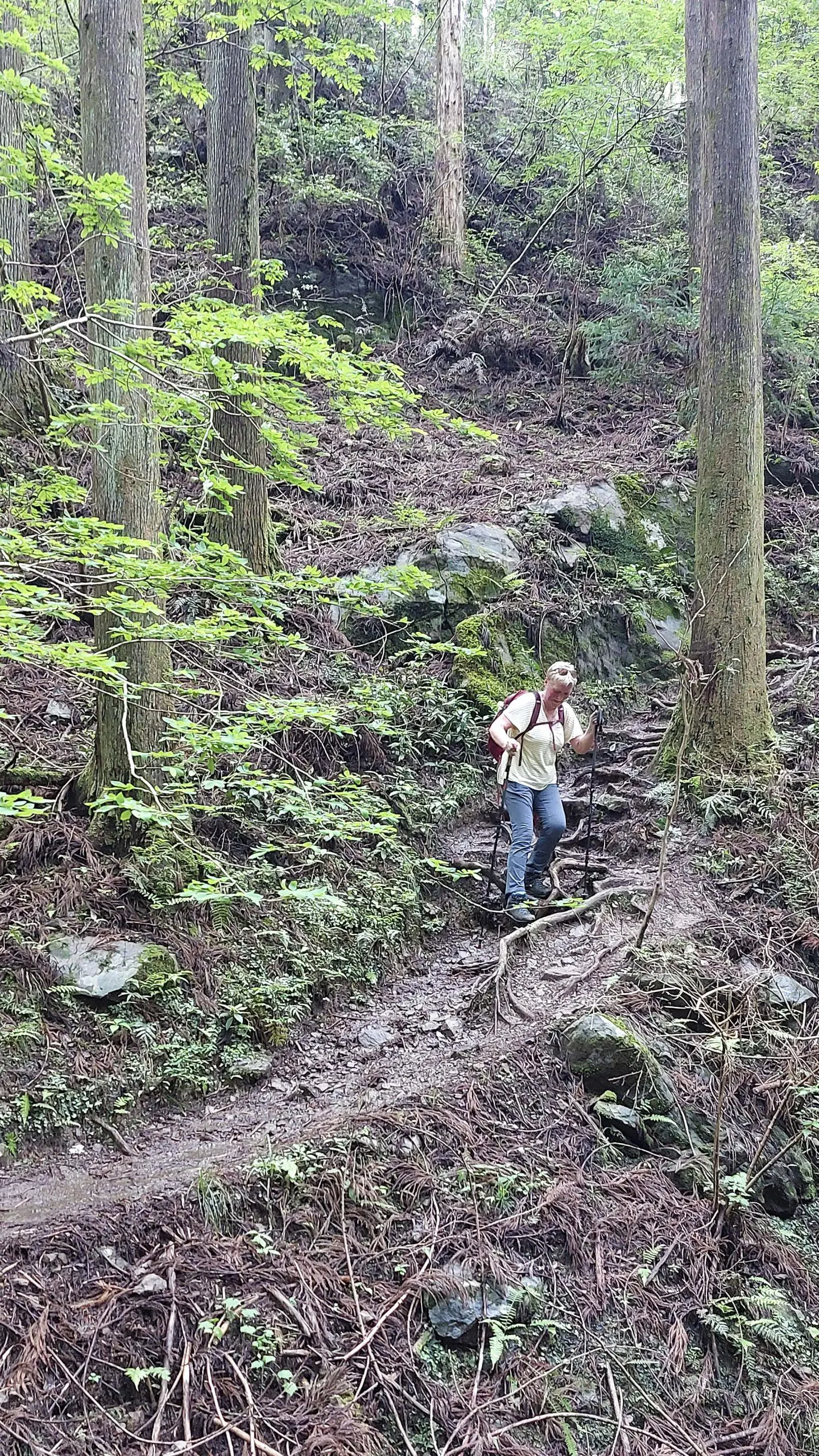 Oude bossen