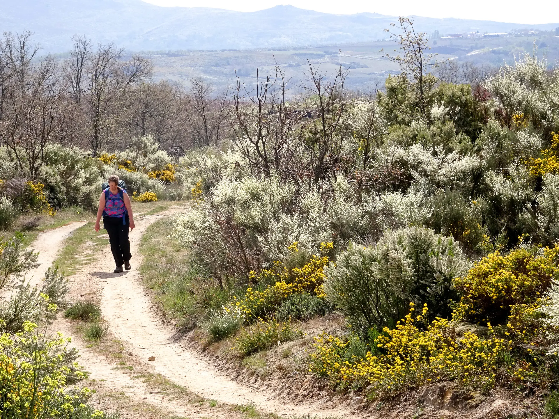 Camino Sanabrés