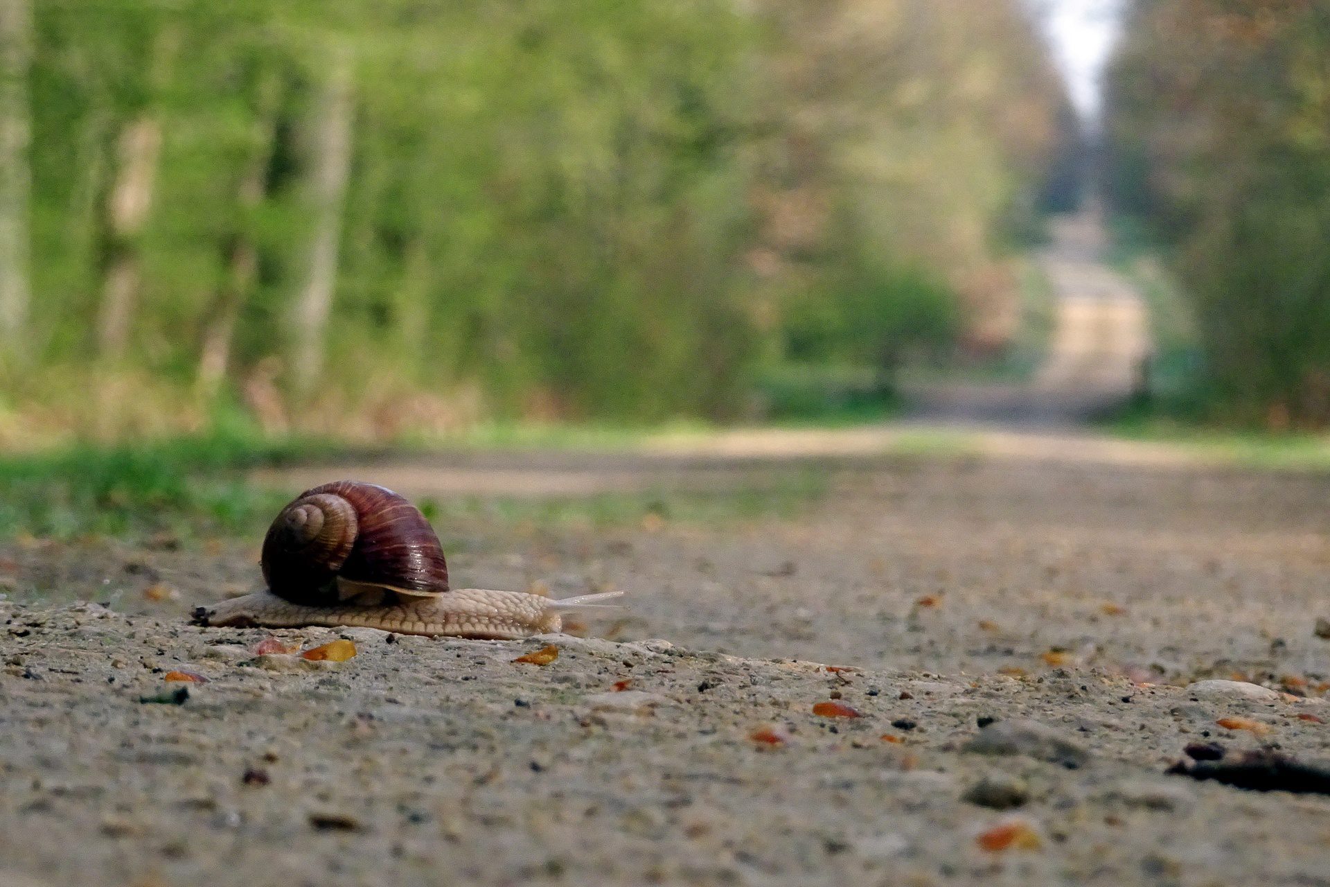 Door het Bois de Compiègne