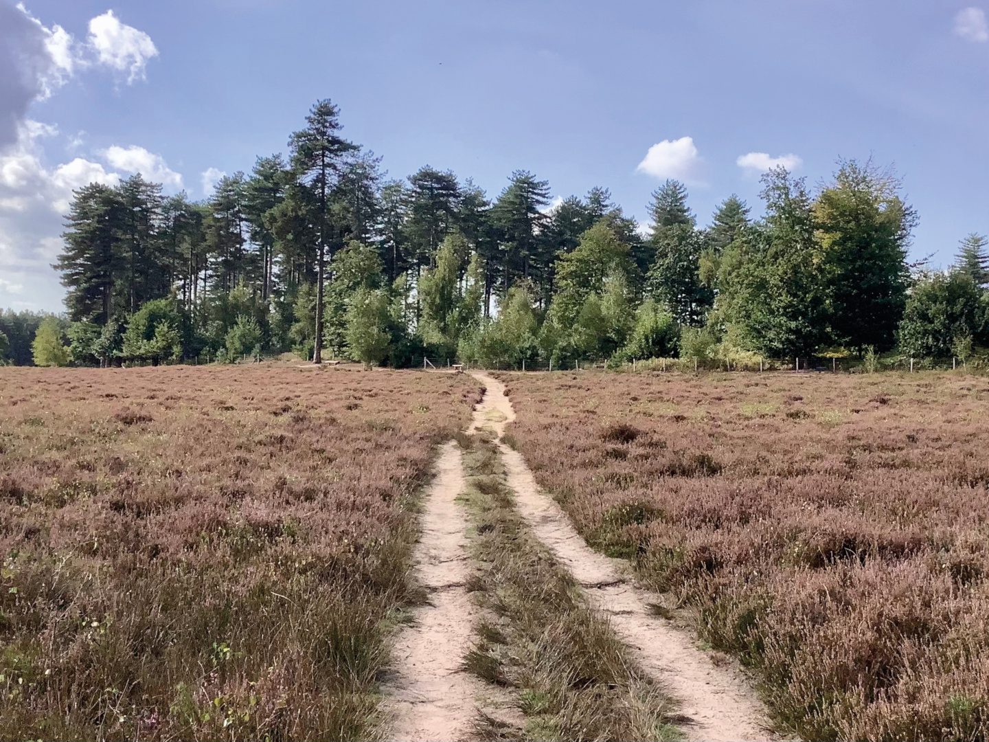 Op de Via Monastica wandel je in alle rust door het machtig mooie heide- en vennenlandschap naar de Abdij van Averbode