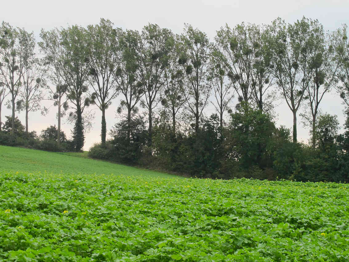 Limburgica_maretakken - Nico Bringmans Limburgica maretakken